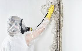 Best Attic Mold Removal  in Jackson Center, OH